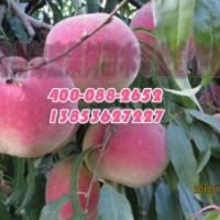 山東映霜紅桃苗供應(yīng)