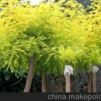 處理山桃，山杏，梨樹(shù)，蘋果樹(shù)，柿子樹(shù)，