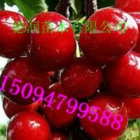 櫻桃苗 櫻桃苗價(jià)格批發(fā)