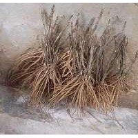 1年牡丹苗 2年牡丹苗 3年牡丹苗 價(jià)格白芍苗批發(fā)