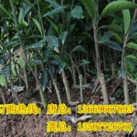 梧州各種果苗哪里有供應