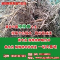 獼猴桃樹苗采購、獼猴桃苗、坤威獼猴桃苗(多圖)