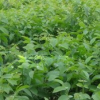 低價供應(yīng)花椒苗，山楂苗，蘋果苗，櫻桃苗，蘋果苗