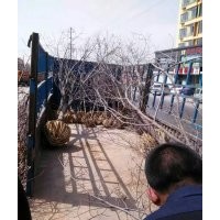 低價(jià)供應(yīng)：柿子樹，柿子苗（成品與實(shí)生苗）