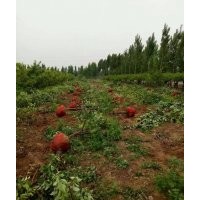 低價供應：蘋果樹，蘋果苗（實生苗與成品苗）