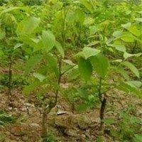 山東泰安0.5-1公分核桃苗批發(fā)價格