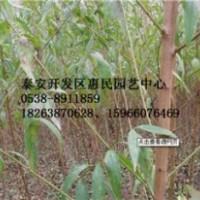 山東泰安1-2-3公分桃樹果樹苗價格