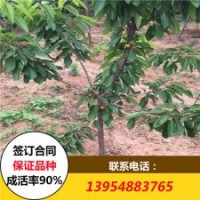 櫻桃苗 櫻桃苗價(jià)格 大櫻桃樹苗價(jià)格