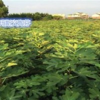 無花果苗種植基地、金華無花果苗、小葉無花果繁育基地(查看)