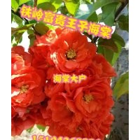 淺談富貴王子海棠