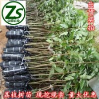 荔枝樹苗、妃子笑、桂味、荔枝苗