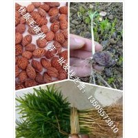 毛桃芽毛桃胡