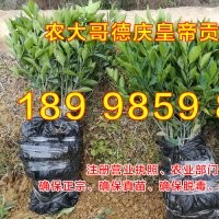 德慶貢柑苗價格