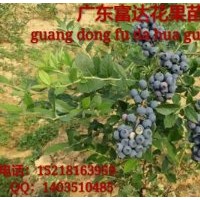 供應(yīng)藍(lán)莓苗、盆栽藍(lán)莓樹苗