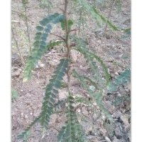 成都皂角刺,洛陽李鐵梁苗木,皂角刺種植技術