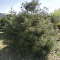 白皮松、瀅涵苗木中心、白皮松價格