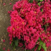 百日紅栽培技術(shù),百日紅,瀅涵苗木中心(圖)