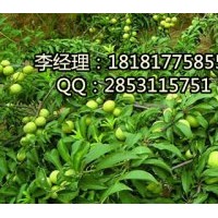 內(nèi)江脆紅李，內(nèi)江脆紅李基地，內(nèi)江嫁接脆紅李