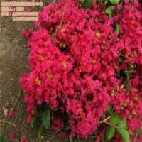 百日紅、瀅涵苗木中心、百日紅價(jià)格