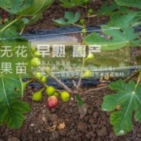 浙江金華無花果基地|【惠星農(nóng)