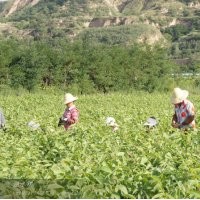 美國穗狀垂鈴核桃苗（質(zhì)量優(yōu)）