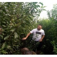 青脆李苗，脆紅李苗，蜂糖李苗，李子苗供應基地