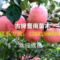 出售金絲垂柳苗、直柳、青皮垂柳