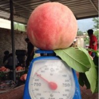 晚熟桃苗，冬桃苗，晚熟桃苗價(jià)格，晚熟桃苗基地