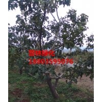 供應(yīng)10-15公分山楂樹價格
