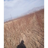 杏樹苗
