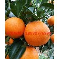 湖南大雅1號(hào)雜柑新品種 晚熟高糖無(wú)核大雅柑橘嫁接苗