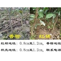2年原生砧木大量銷售