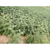 供應優(yōu)質(zhì)花椒苗（量大）