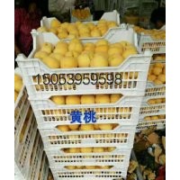 桃樹苗