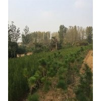 萊蕪黑松、三木苗木種植專業(yè)合作社、哪有黑松