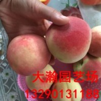 桃樹苗