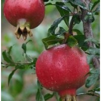現(xiàn)貨供應(yīng)軟籽石榴樹苗，突尼斯軟籽石榴樹苗，量大優(yōu)惠