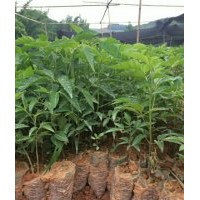 供應鴉膽子苗、辣木苗、牛大力苗、香膠樹苗