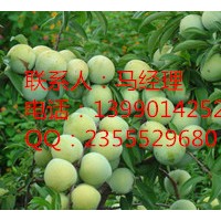優(yōu)質(zhì)李子苗，四川嫁接李子苗，四川實(shí)生李子苗
