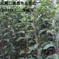 1米蘋(píng)果苗大量出售、大量蘋(píng)果苗低價(jià)優(yōu)惠供應(yīng)