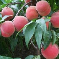 批量供應(yīng)桃樹苗 新品種豐產(chǎn)早熟桃樹苗 嫁接果樹苗 常年供應(yīng)