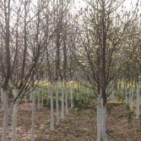 供應櫻花、各類果樹苗木