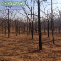 大量供應10公分柿子樹，河北保定柿子溝