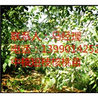 中核短枝品種特征特性，早熟核桃苗價(jià)格優(yōu)惠