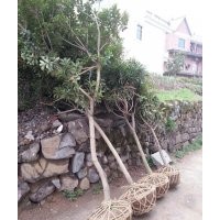 楊梅苗