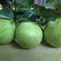 供應(yīng)臺灣（芭樂）四季結(jié)果石榴苗