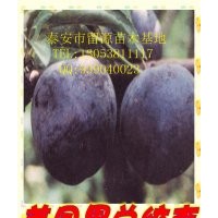 山東李子苗，優(yōu)質李子苗批發(fā)，泰安李子苗價格