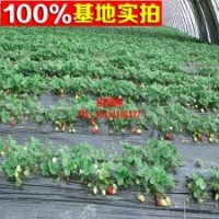 草莓苗新品種 白草莓 菠蘿莓