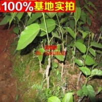 桑樹(shù)苗 農(nóng)家果桑苗 桑葚樹(shù)苗