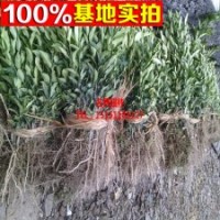地栽 盆栽橘子樹(shù)苗 價(jià)格低